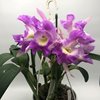 cattleya (C.Undine, Coerulea 'Ginza Blue' BMJOCA X Rlc.(Blc.) Carpinteria Dream2
